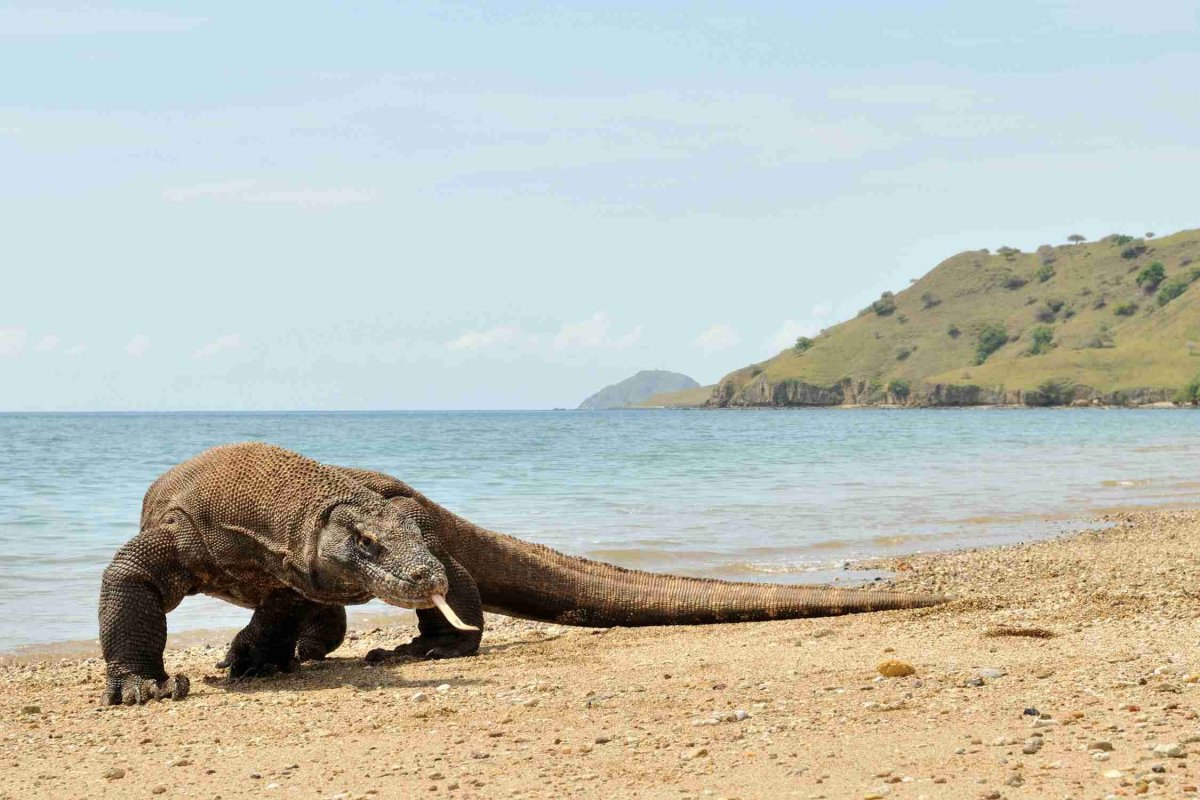 Коста Рика ящерица