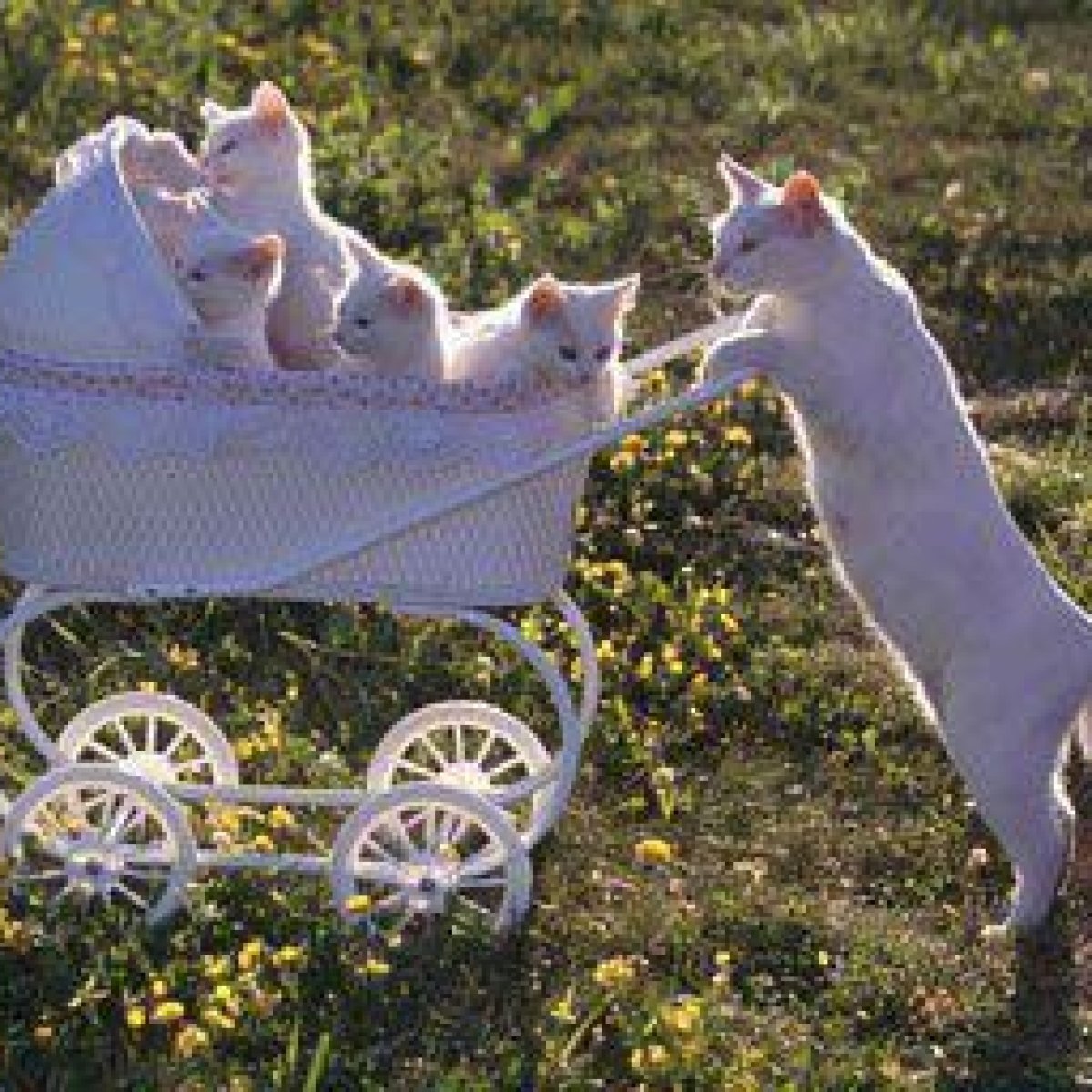 Котенок в коляске