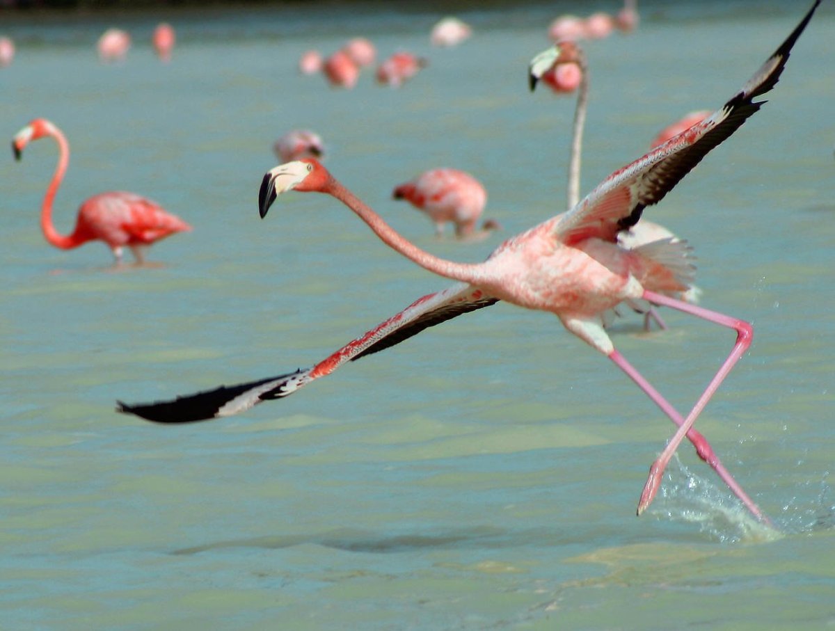 Фламинго бегает