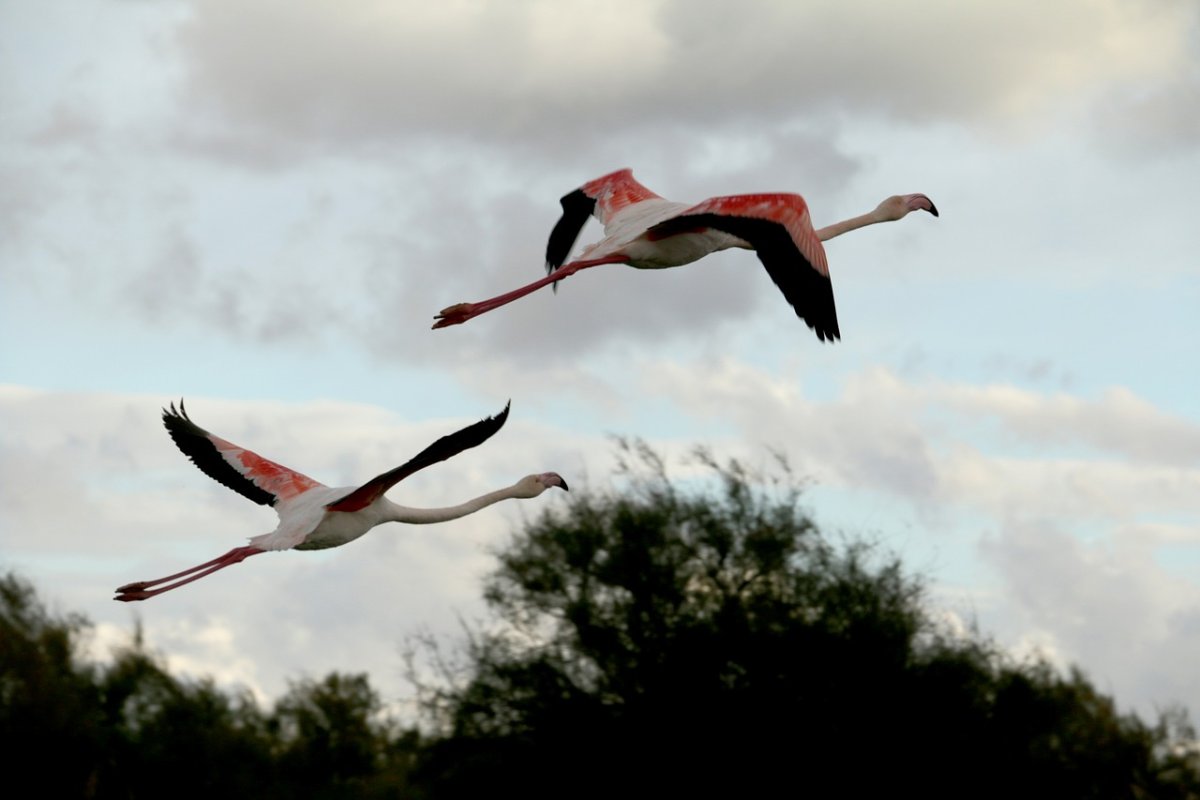 Стая ибисов взлетает