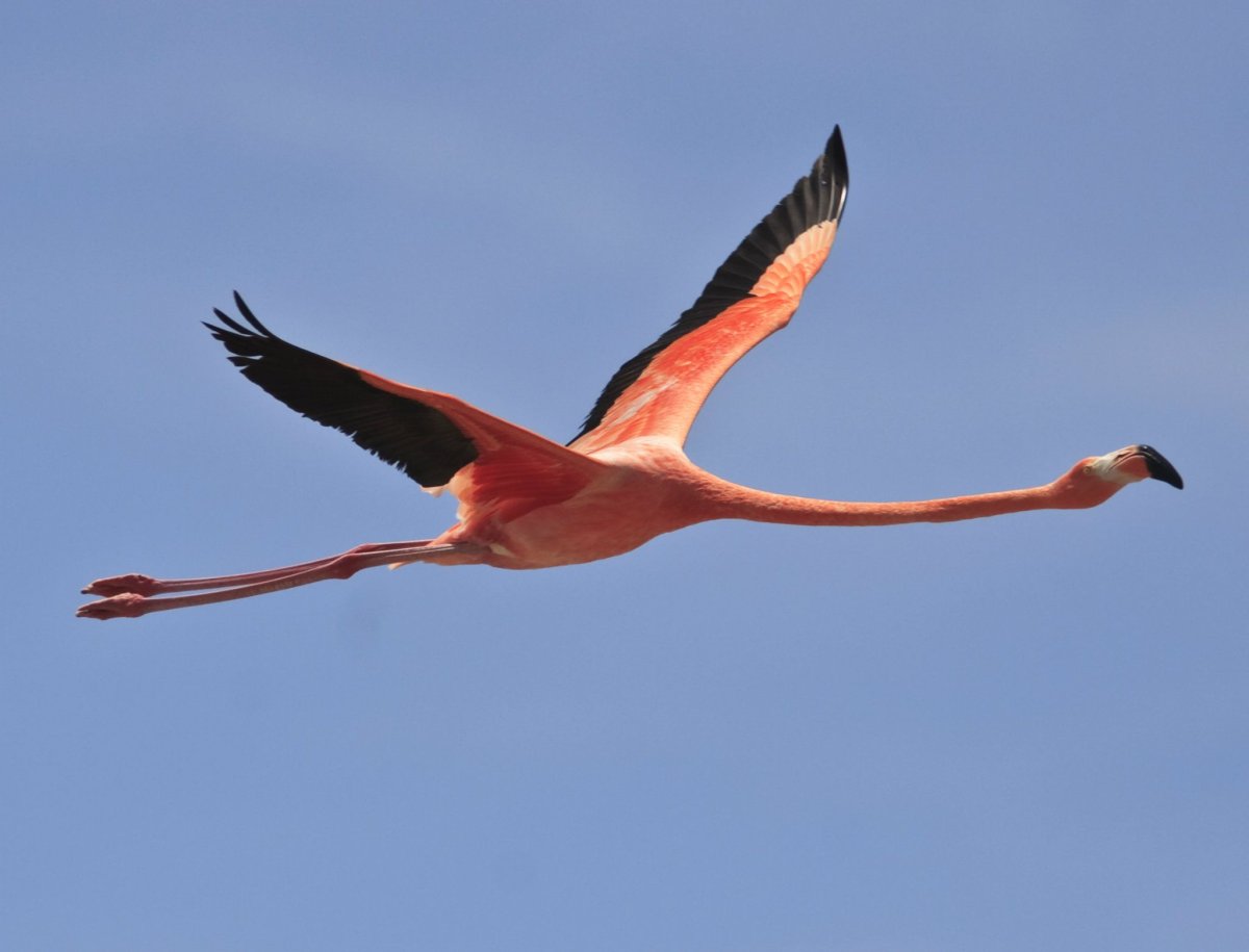 Красный Фламинго в полете