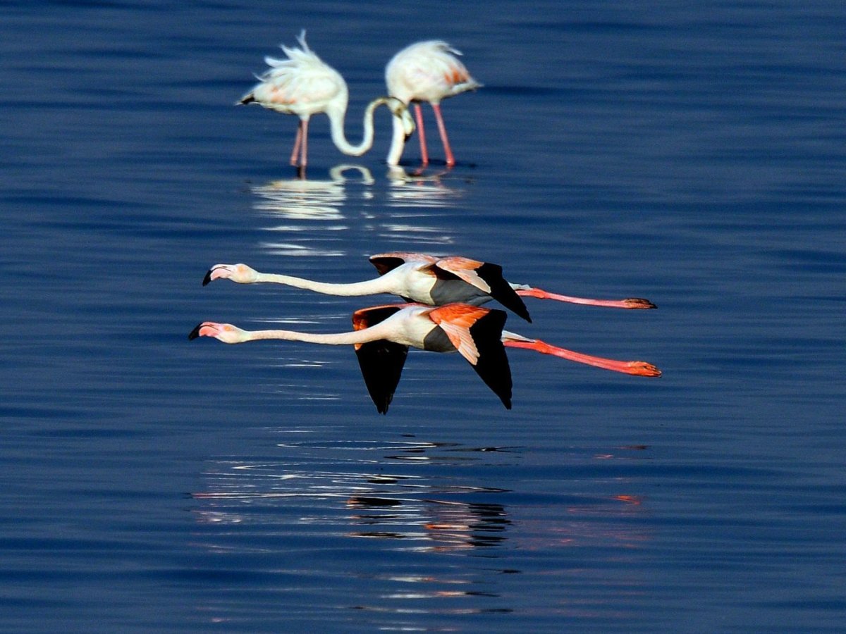 Розовый Фламинго на фоне моря