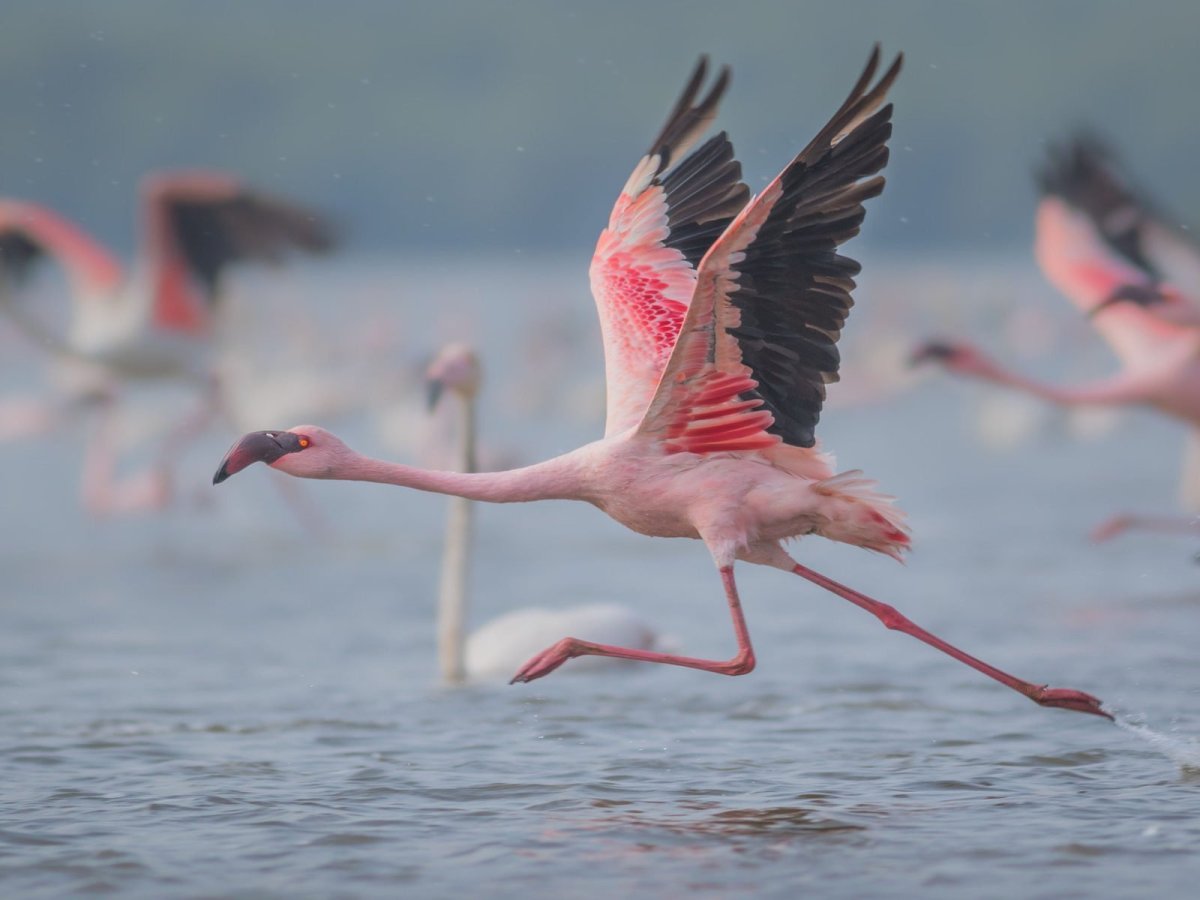 Королевская колпица