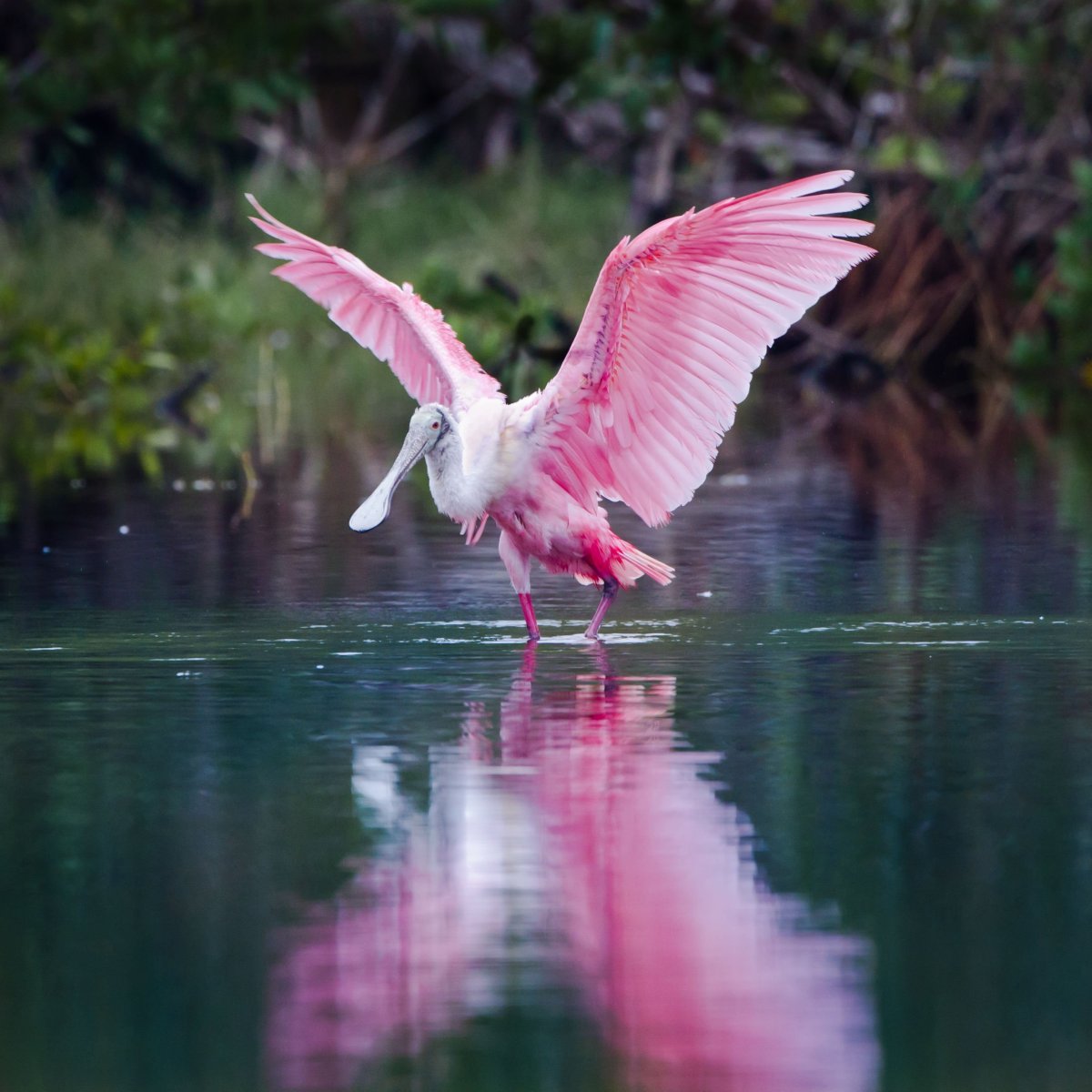 Фламинго Крылья