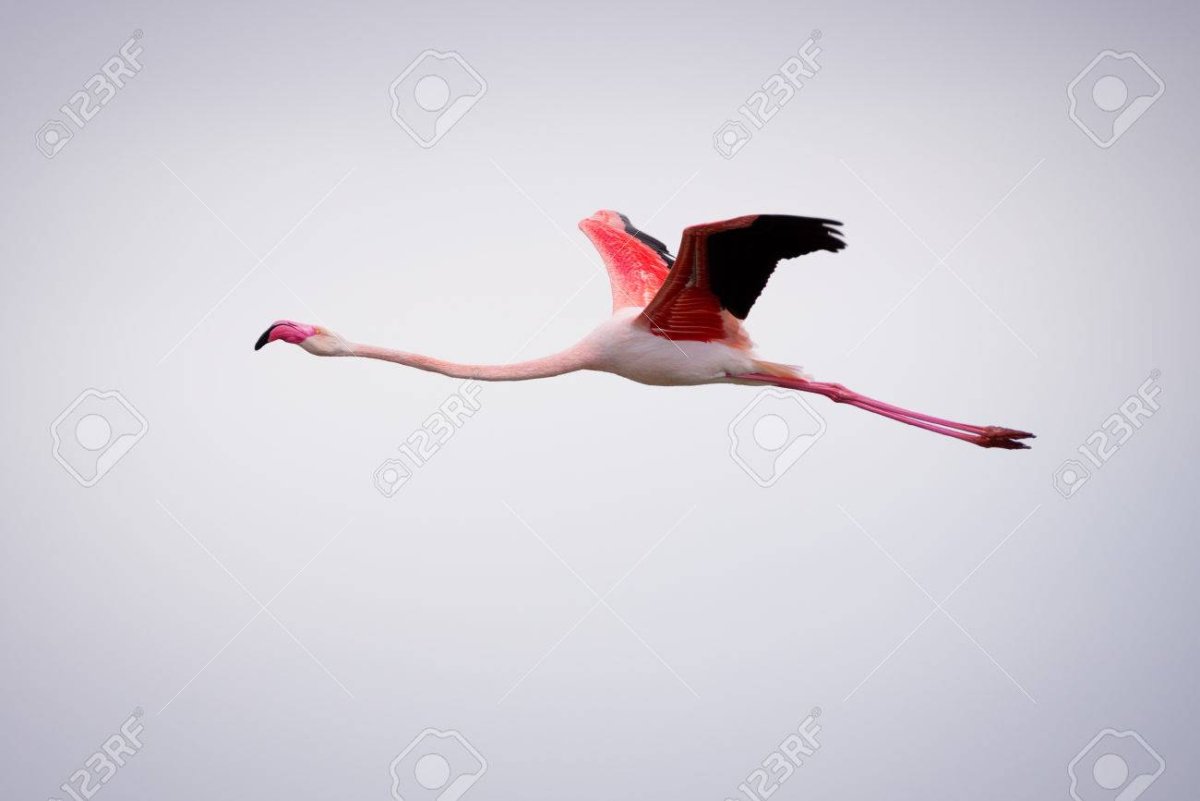 Фламинго размах крыльев