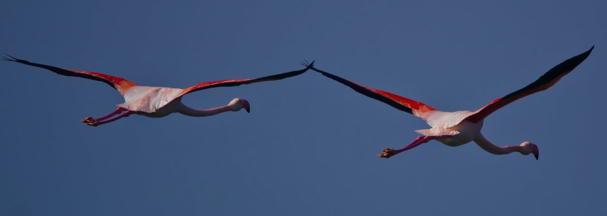 Фламинго в Африке