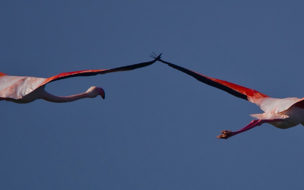 Фламинго в небе