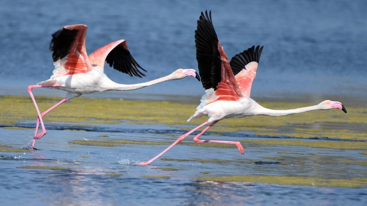 Полет стаи Фламинго