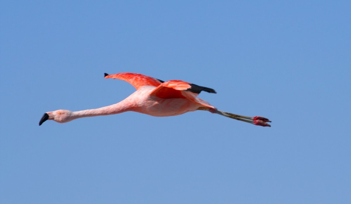 Фламинго с раскрытыми крыльями