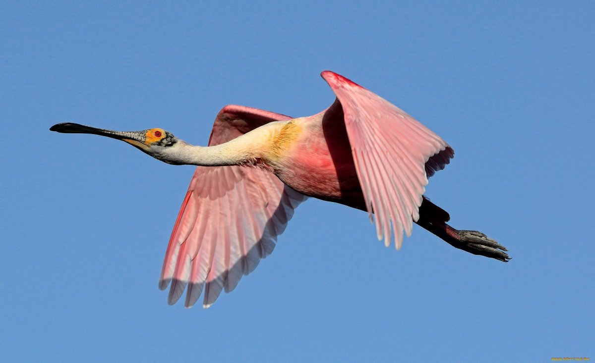Ибис в полете