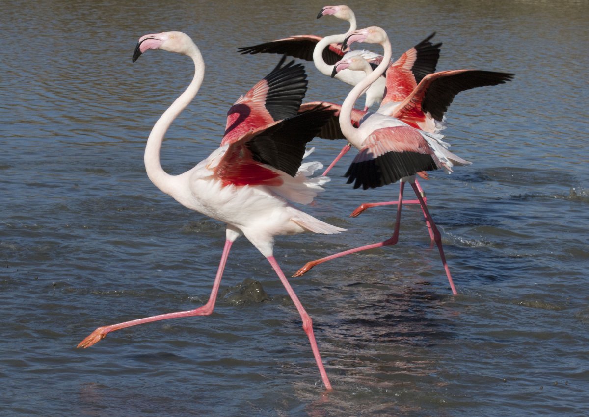 Розовая колпица Крылья