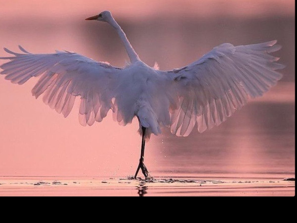 Розовый Фламинго дитя заката