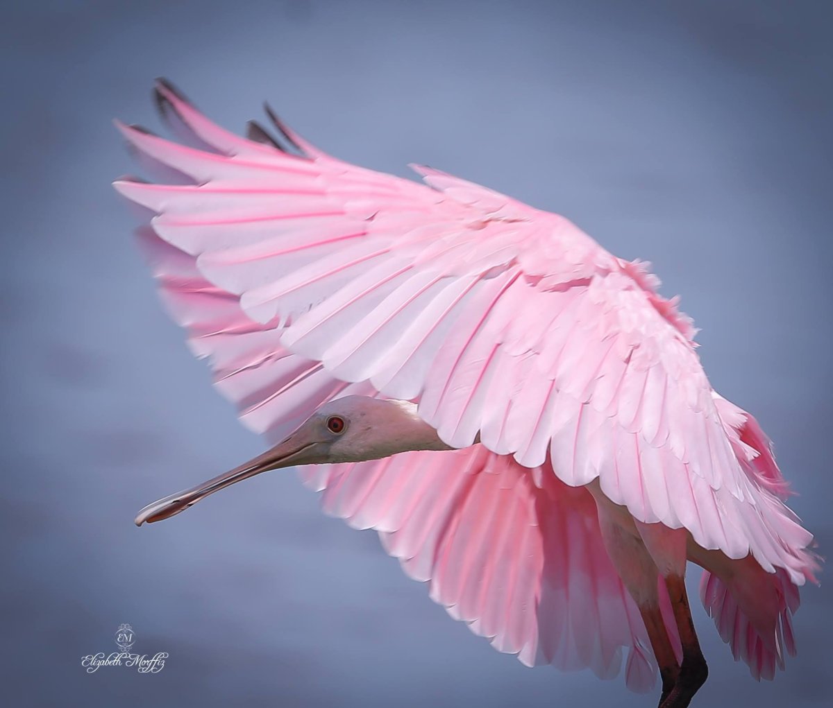Птица с розовыми перьями