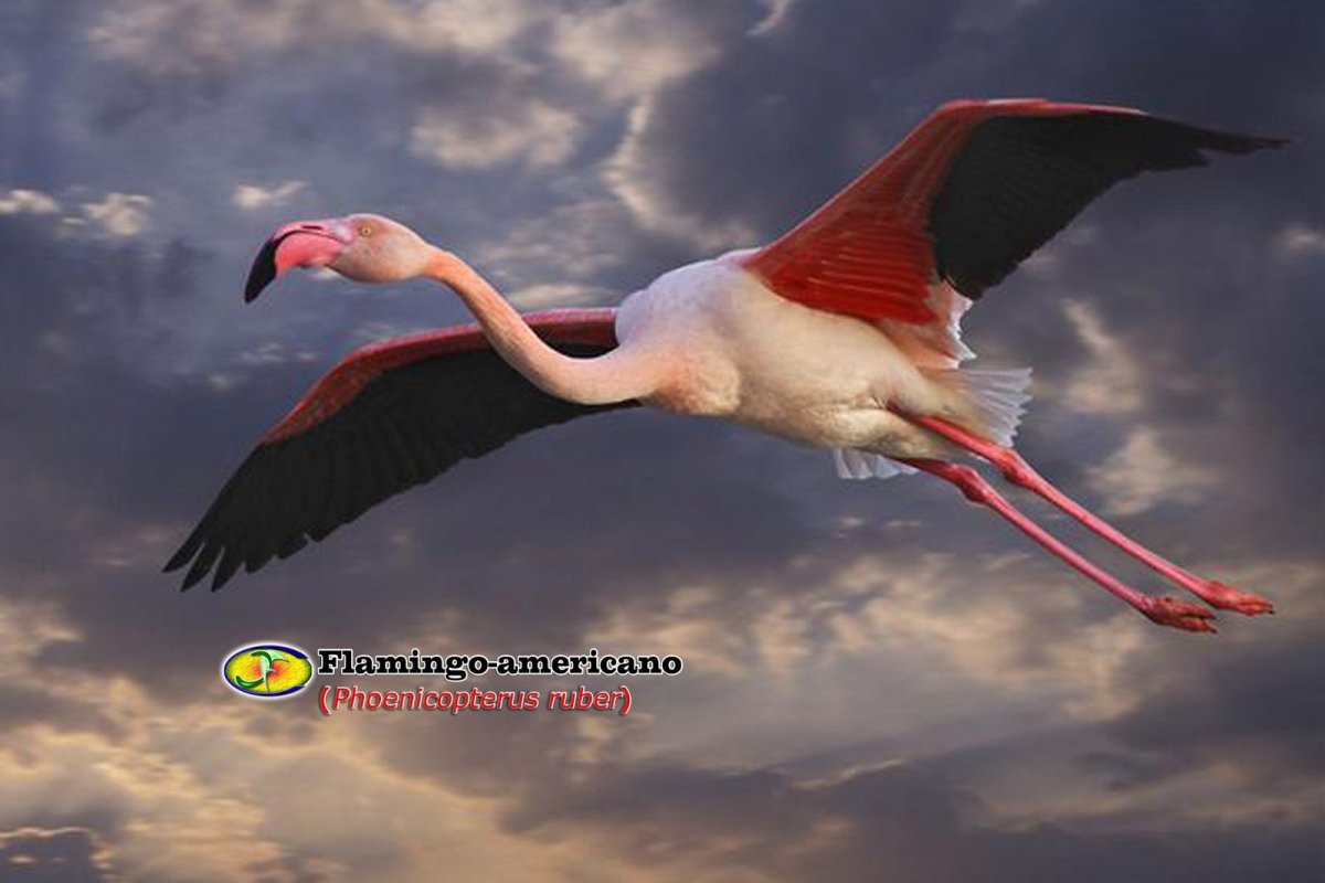 Фламинго взлетает