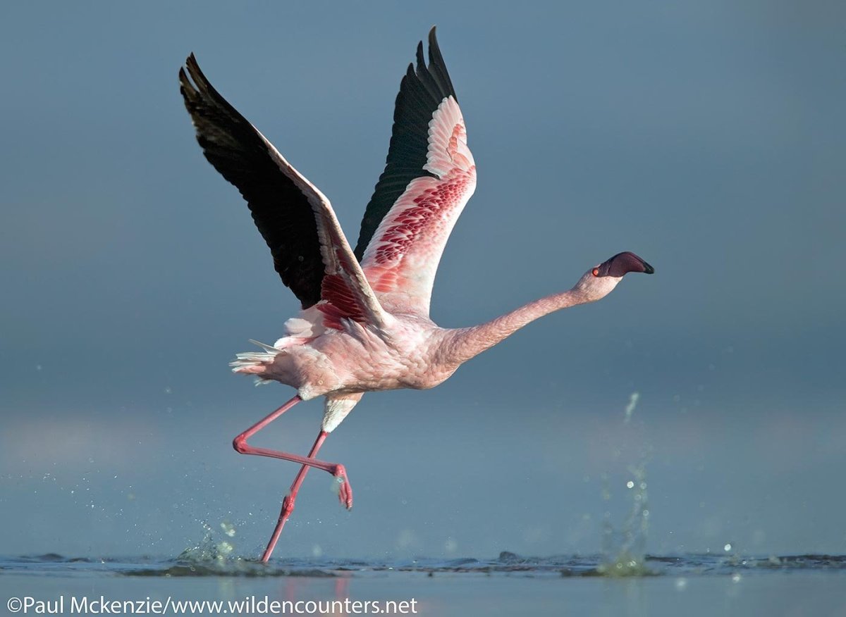 Фламинго взлетает