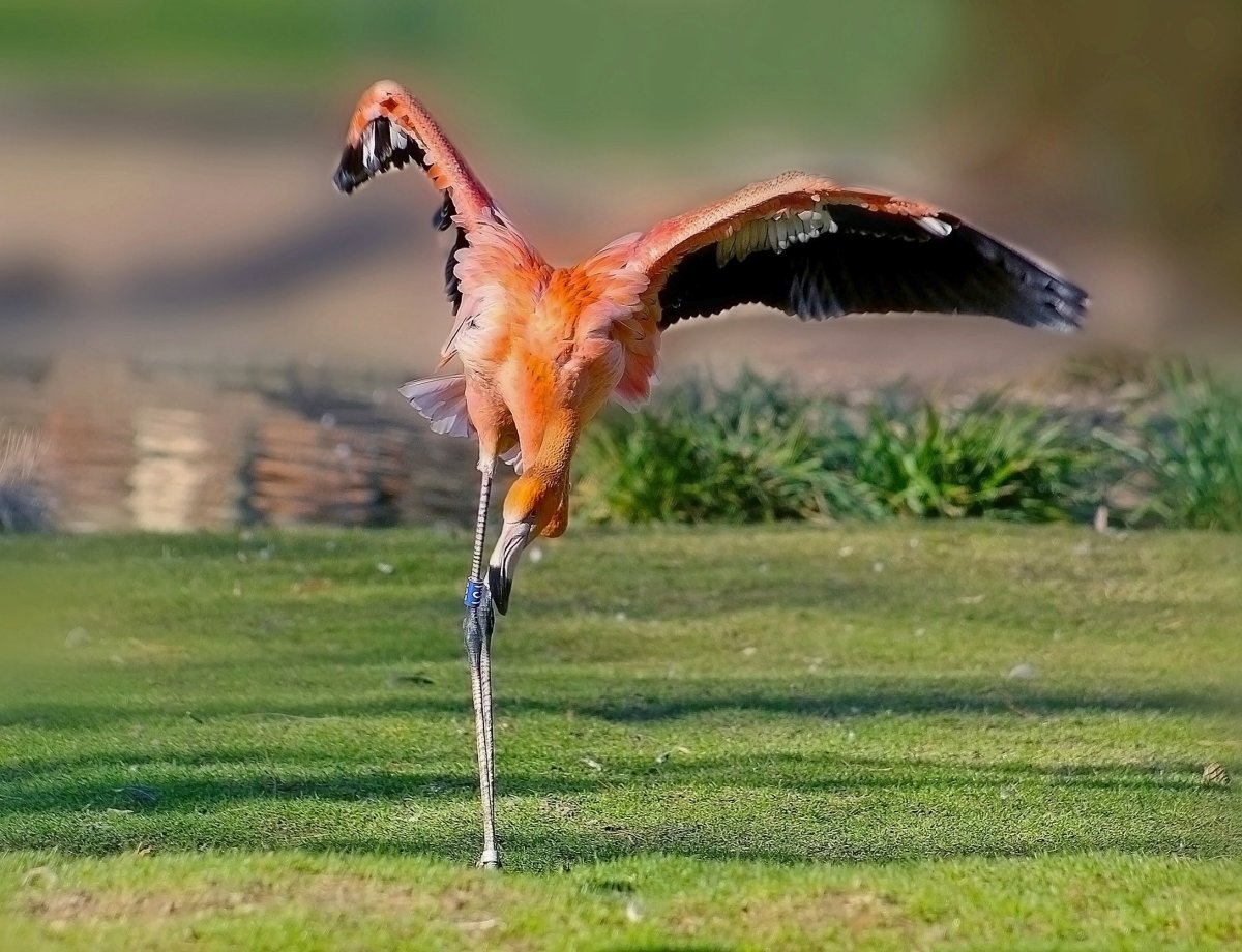 Розовая колпица птица