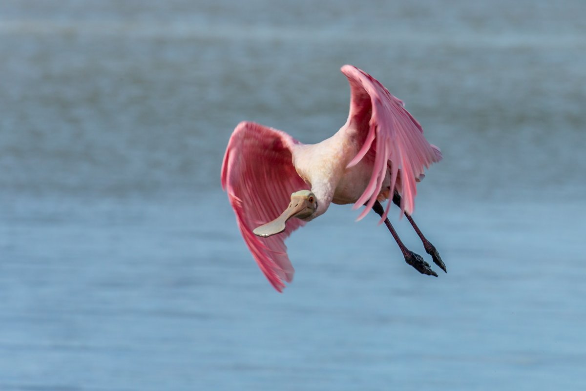 Фламинго бежит