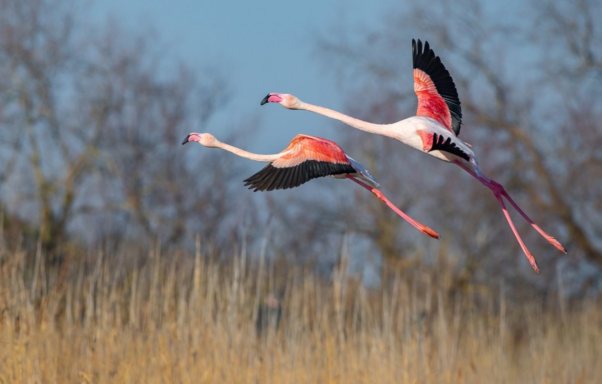Фламинго расправил Крылья