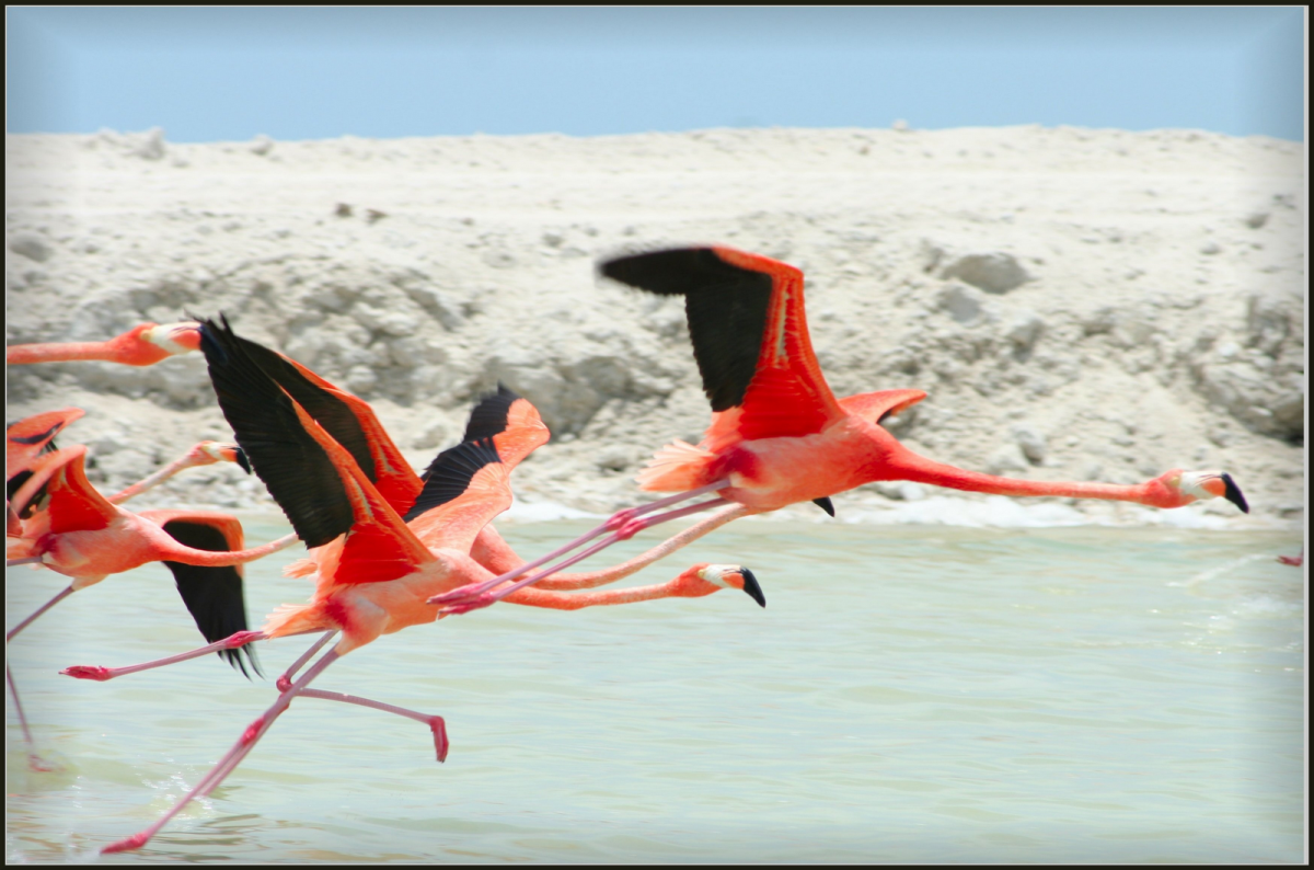 Как танцуют Фламинго