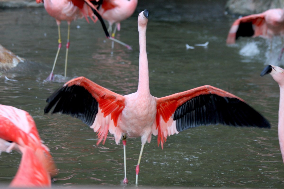 Фламинго бежит