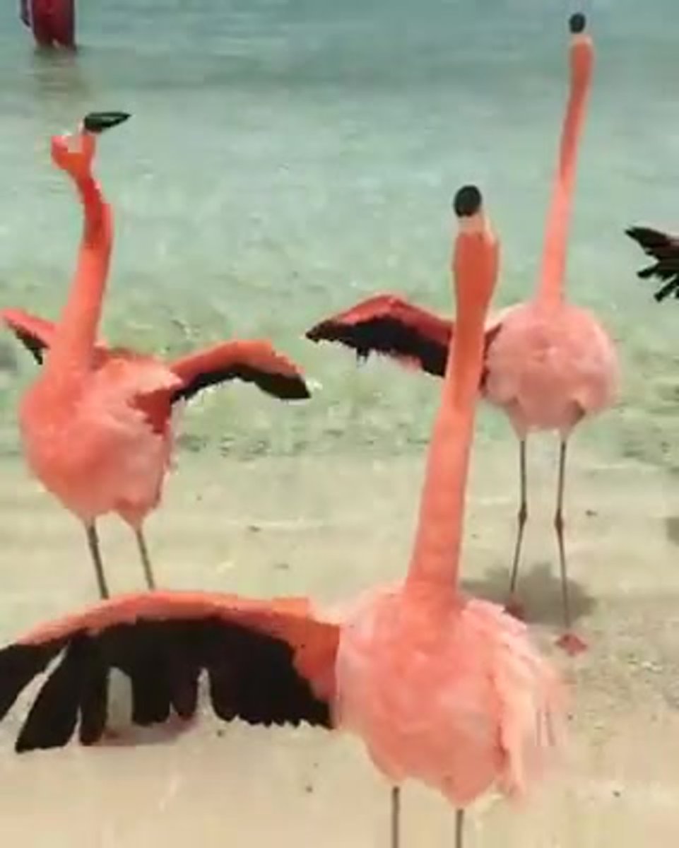 Фламинго размах крыльев