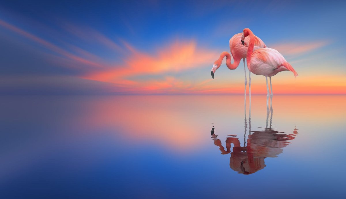 Фламинго летит