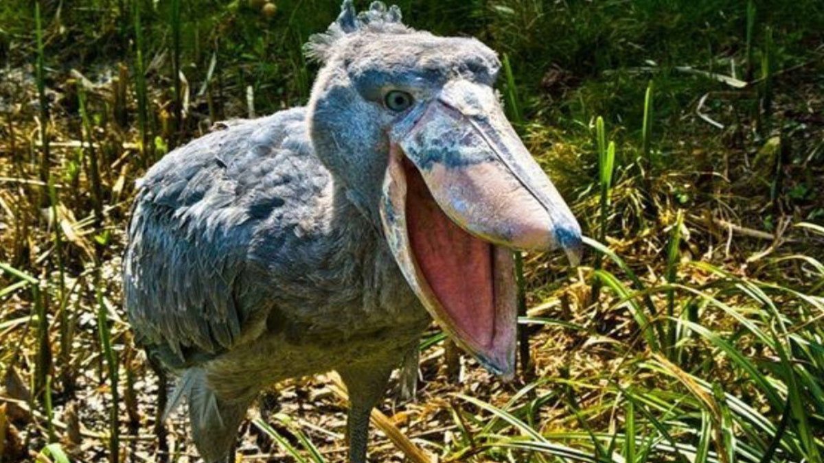 Лысый Аист Марабу