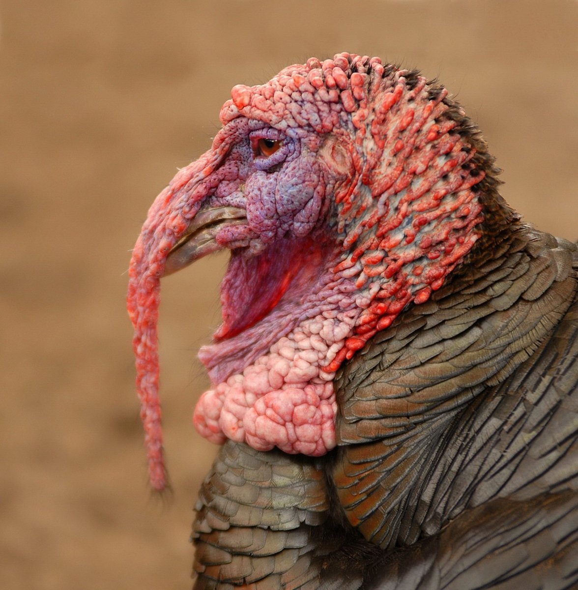 Уродливые птицы