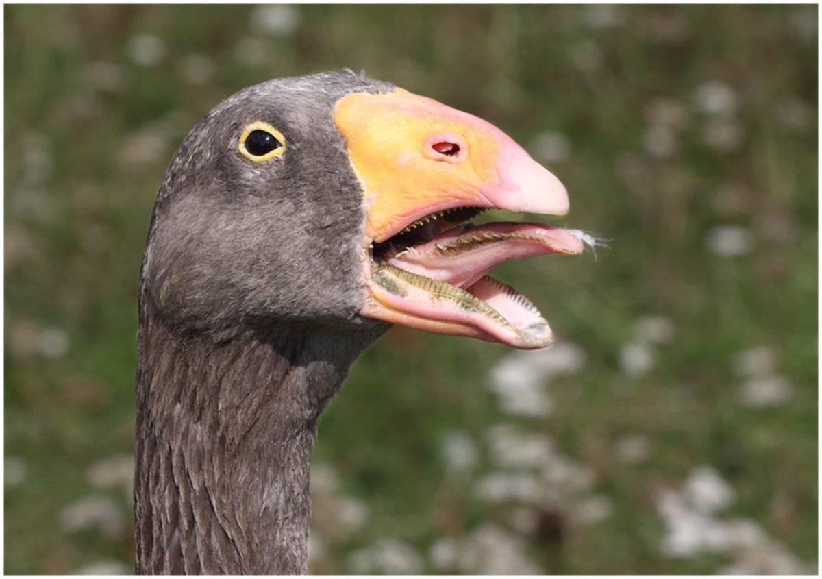 Калифорнийский Кондор птица