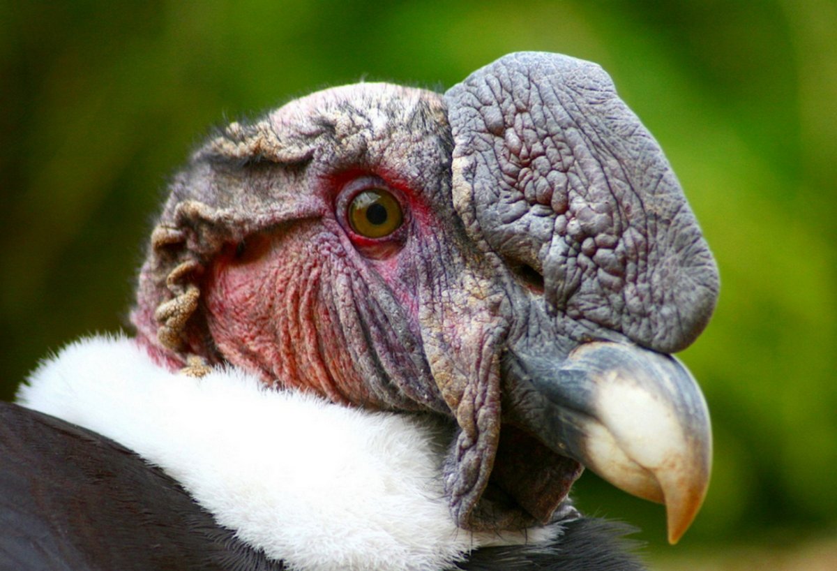 Китоглав птица клюв