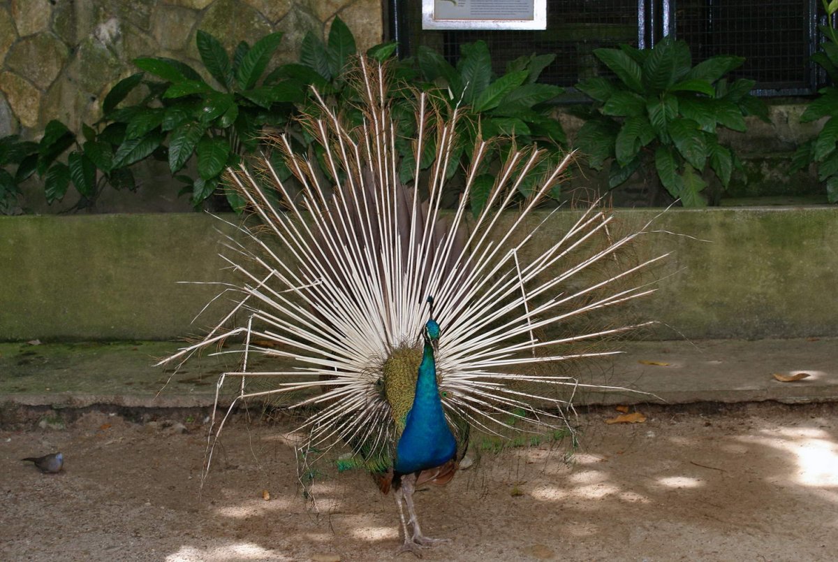 Исполинский козодой