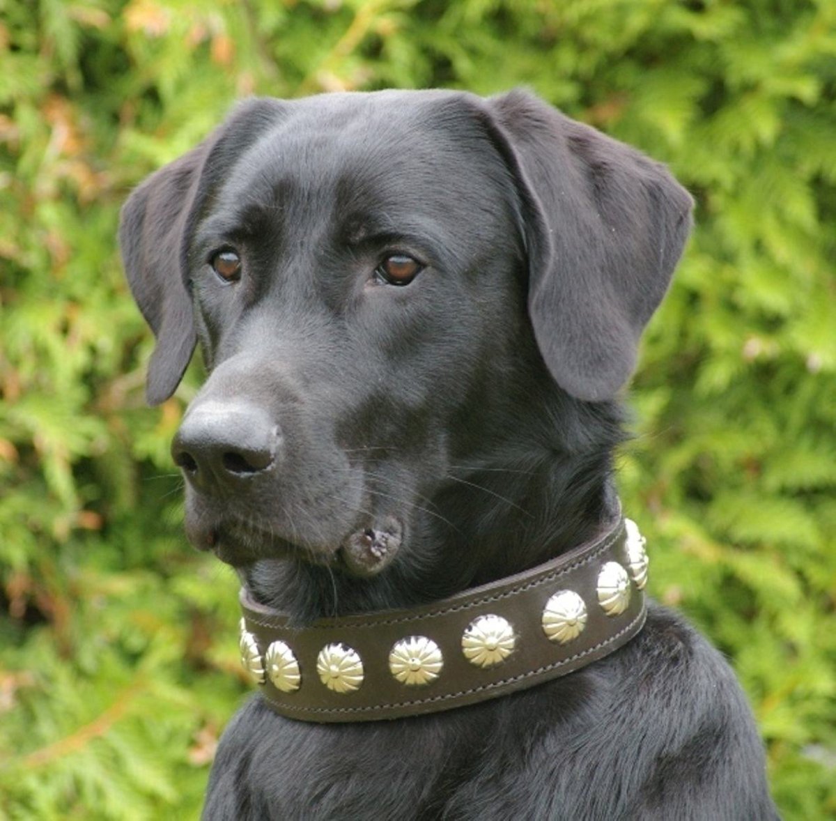 Майоркская овчарка ка де бестиар