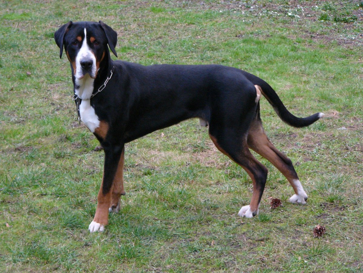 Эйзенхауэр собака