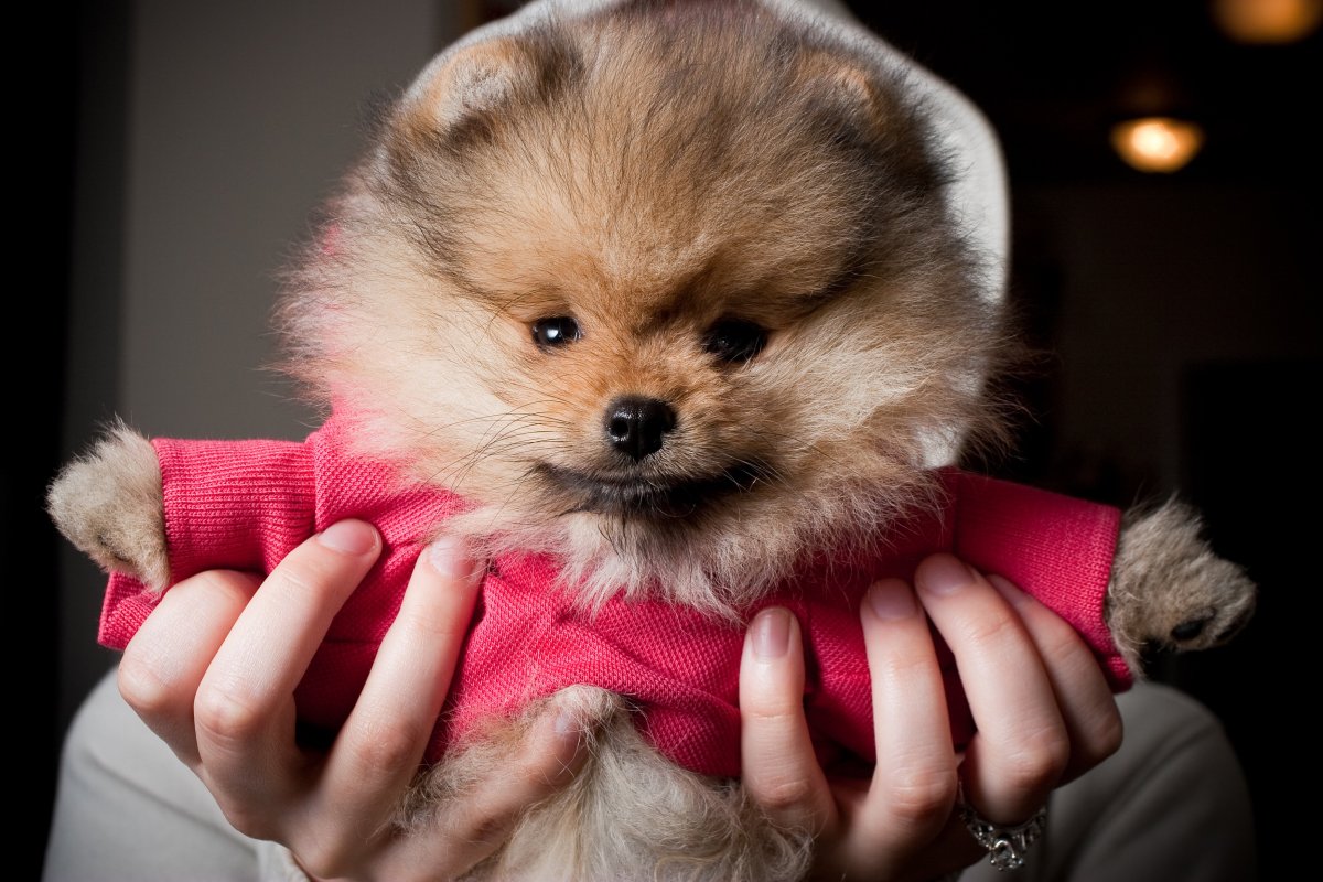 Миленькие собачки