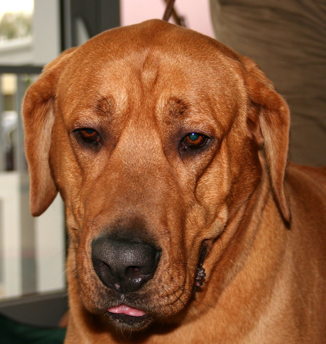 Брохольмер порода собак