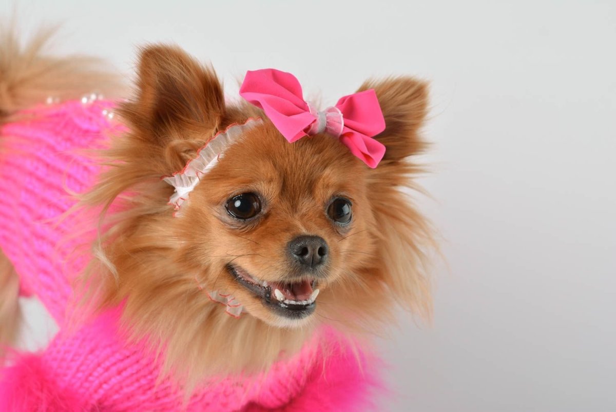 Хаски и чихуахуа