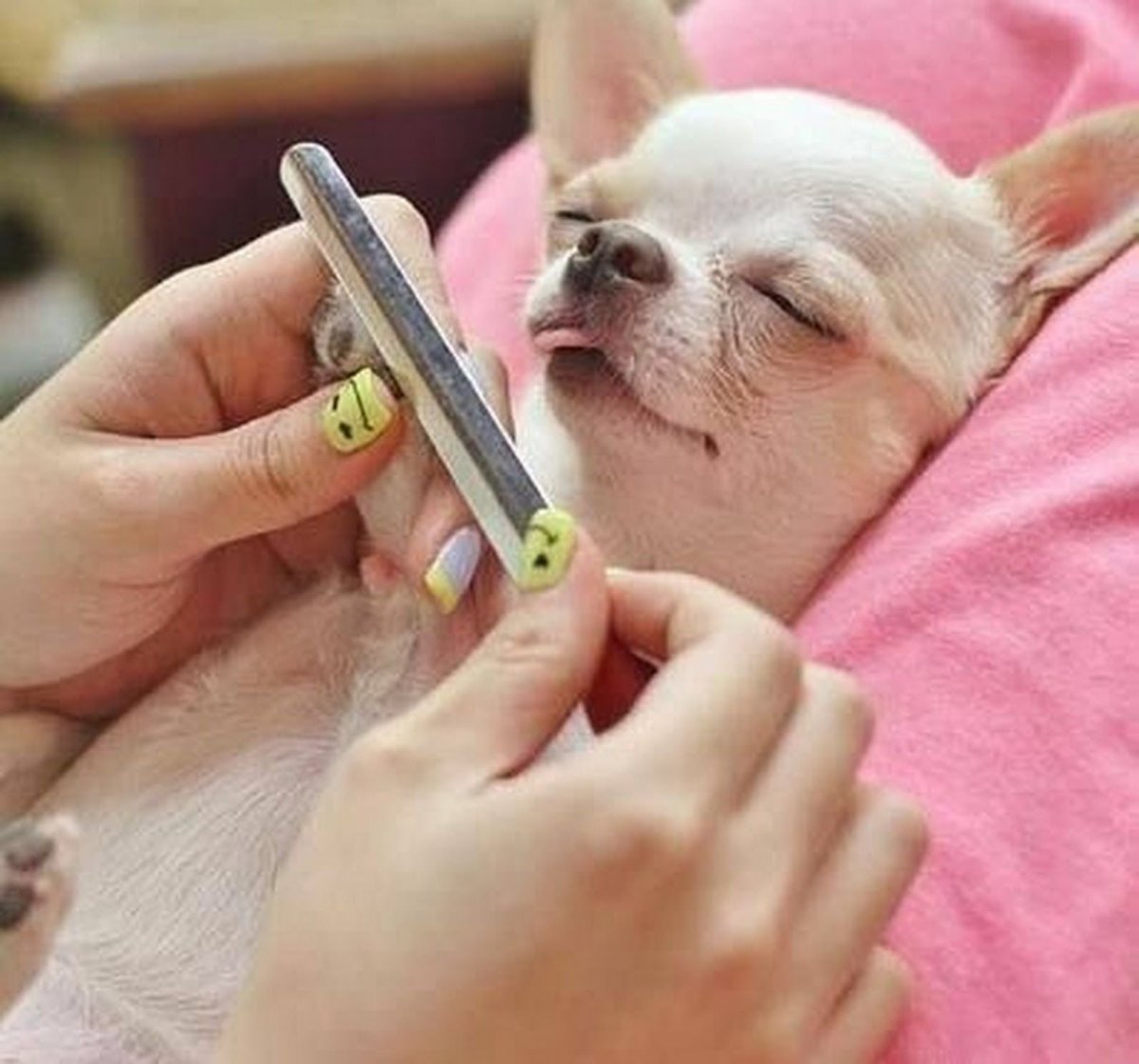 Японский шпиц карликовый померанский