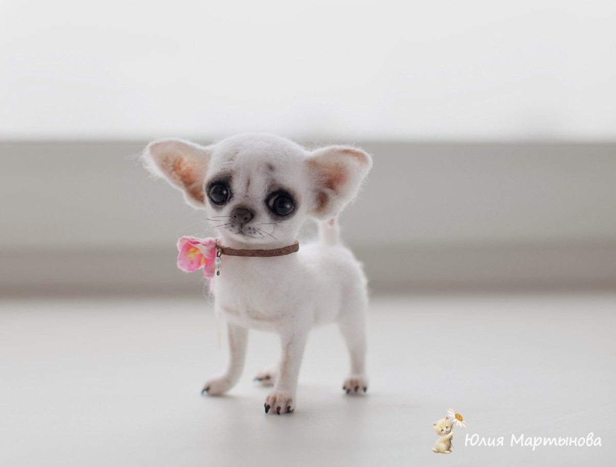 Померанский шпиц jiffpom