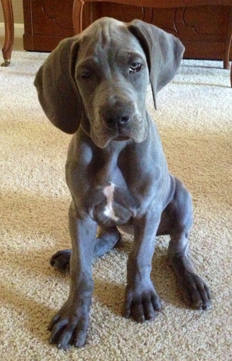 Вермеер собака порода