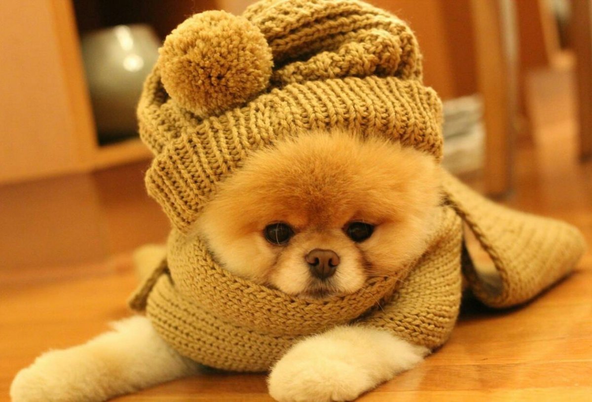 Чихуахуа БУБУ