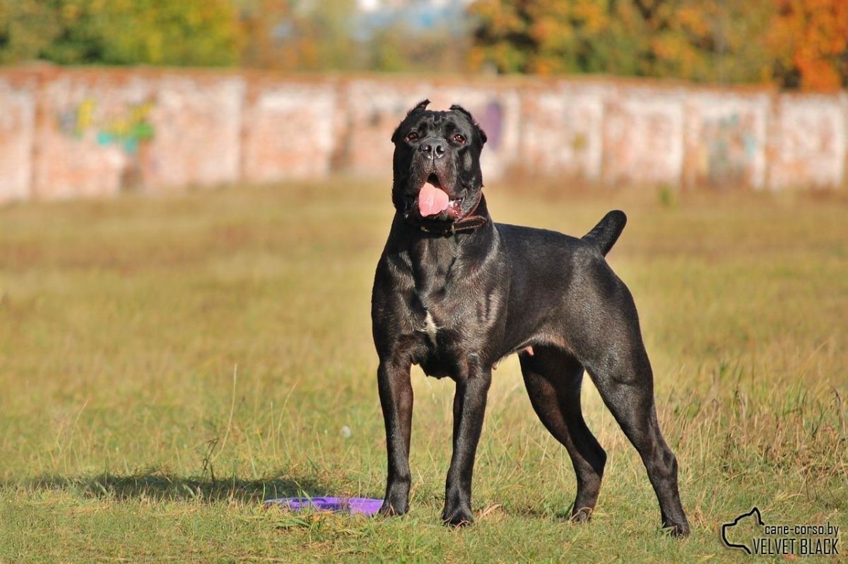 Кане Корсо в стойке