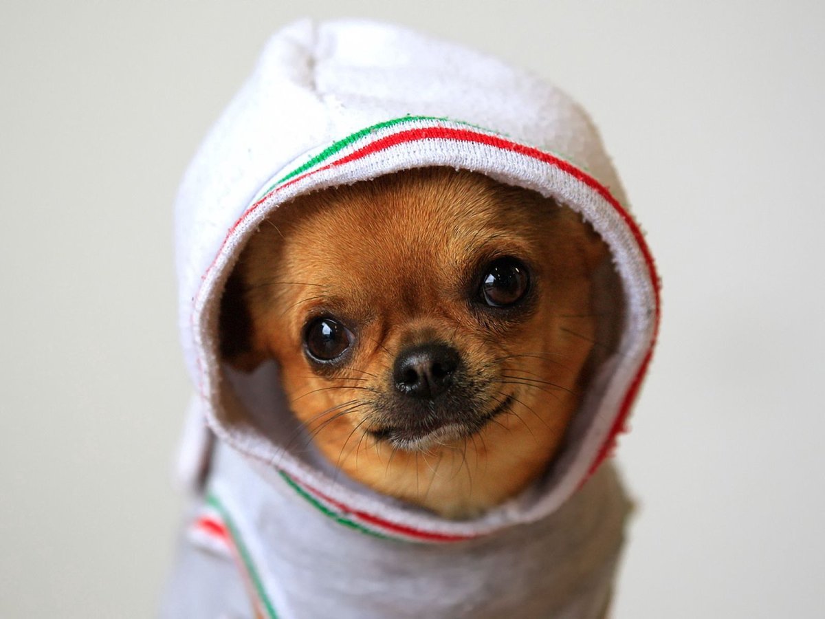 Кокер спаниель валяние