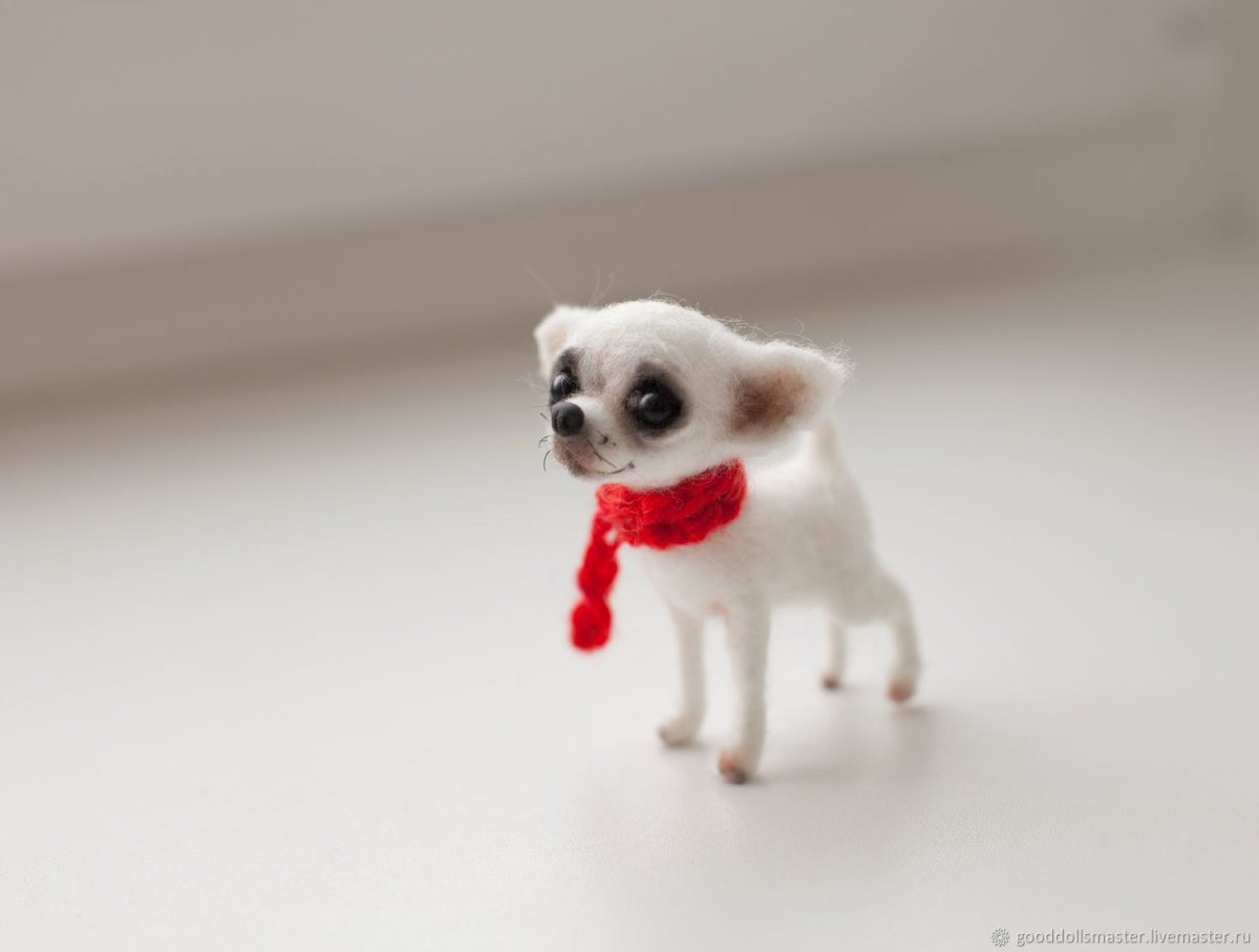 Тома Швед чихуахуа