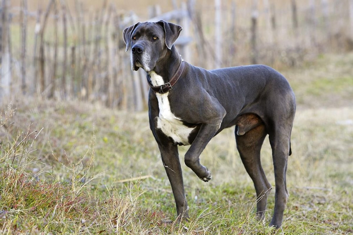 Great Dane собака