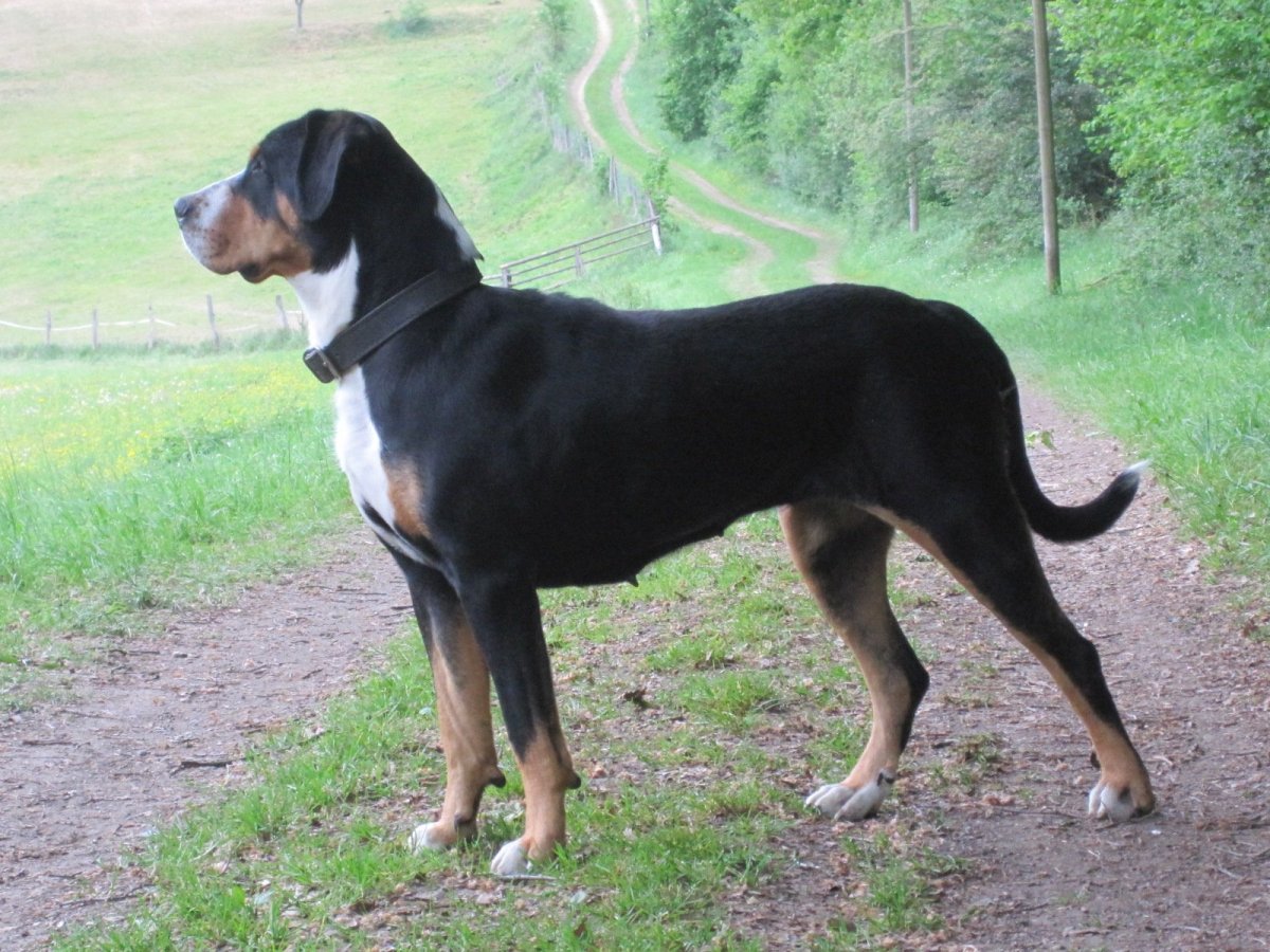 Зенненхунд швейцарский гладкошерстный