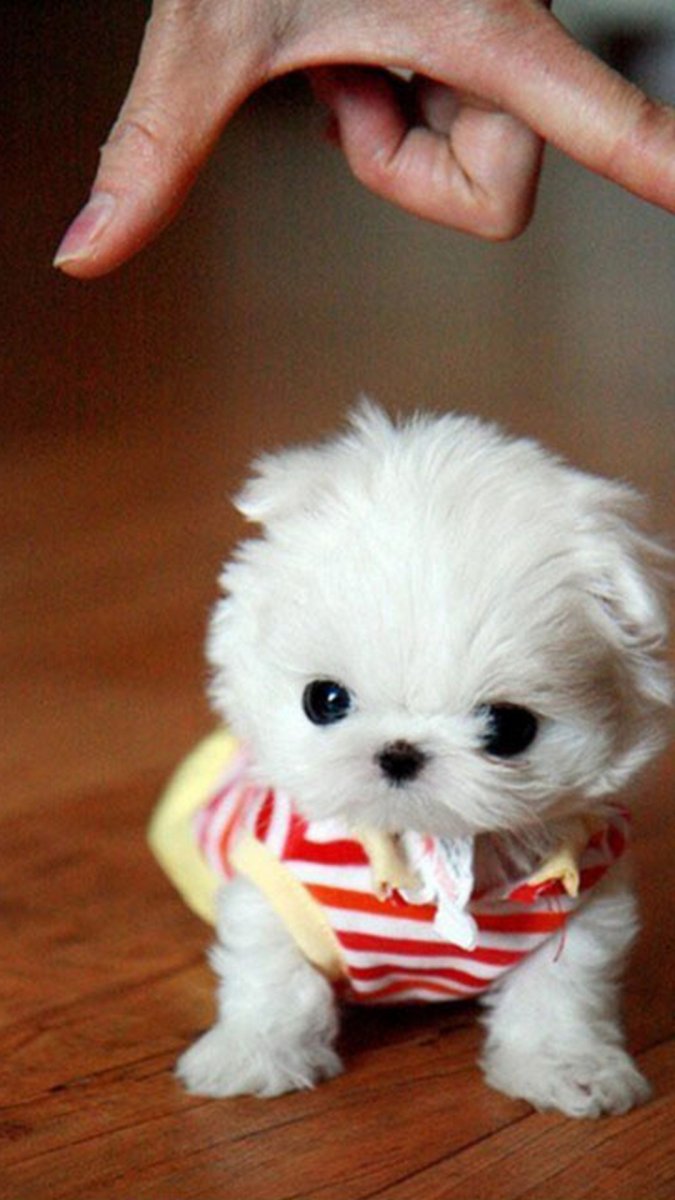 Чихуахуа пушистые