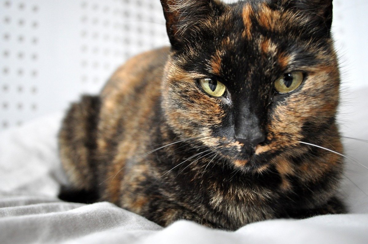 Порода кошек черепашка