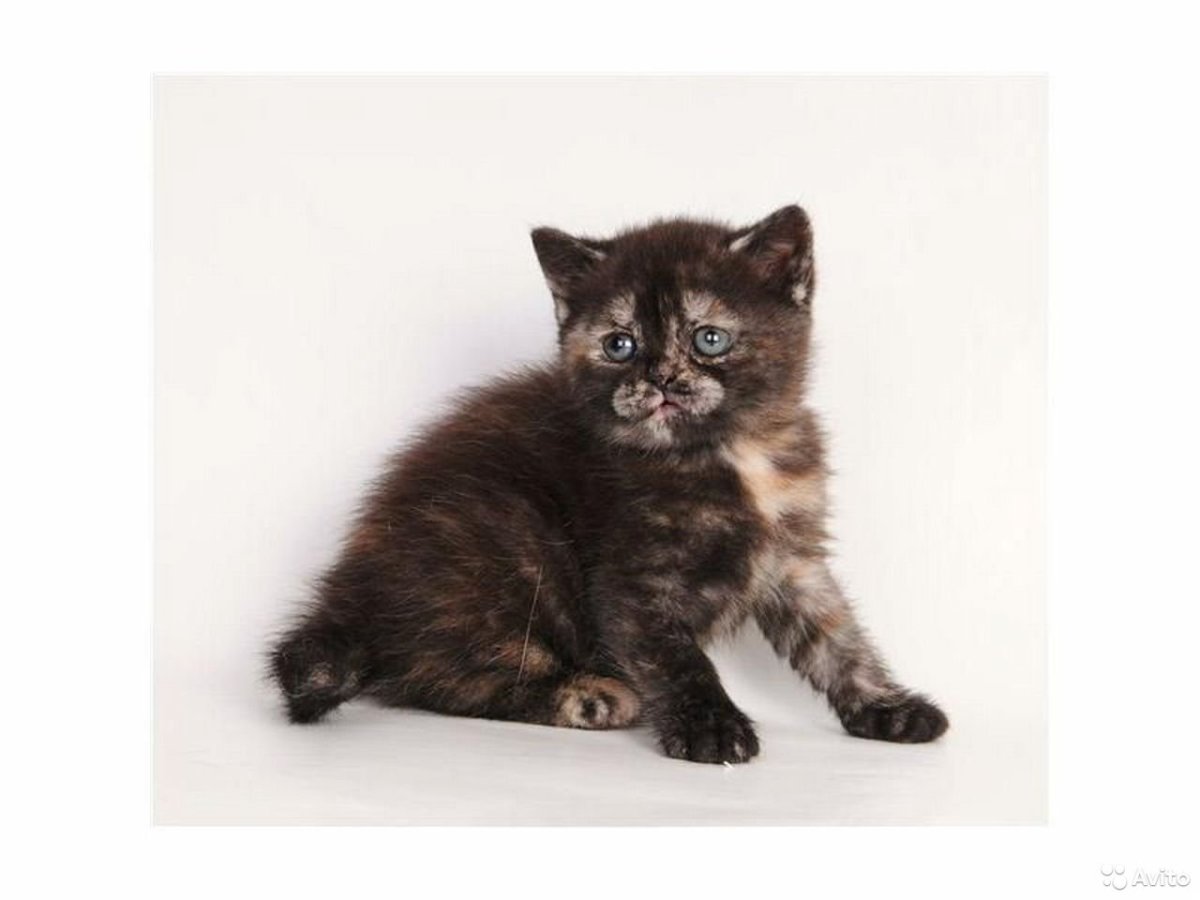 Шотландские котята черепахового окраса