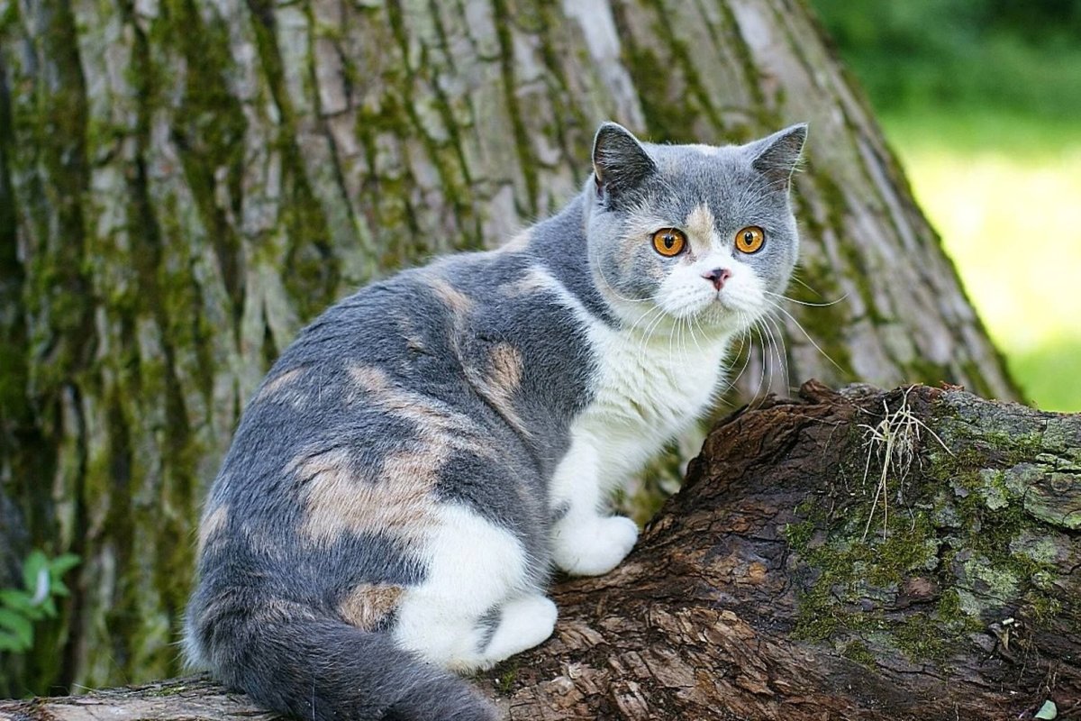 Голубая черепаховая Британская кошка