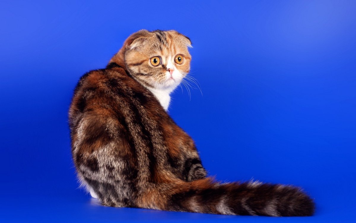 Вислоухая черепаховая кошка